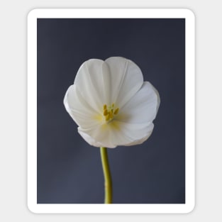 White Tulip Closeup Sticker